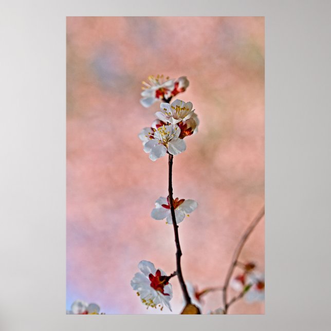 Poster Flores Apricot Japonesas Respiratórias (Frente)