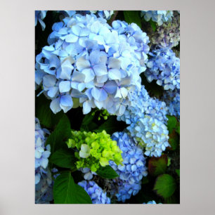 Poster Flores azuis