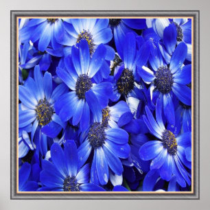 Poster Flores azuis bonitas