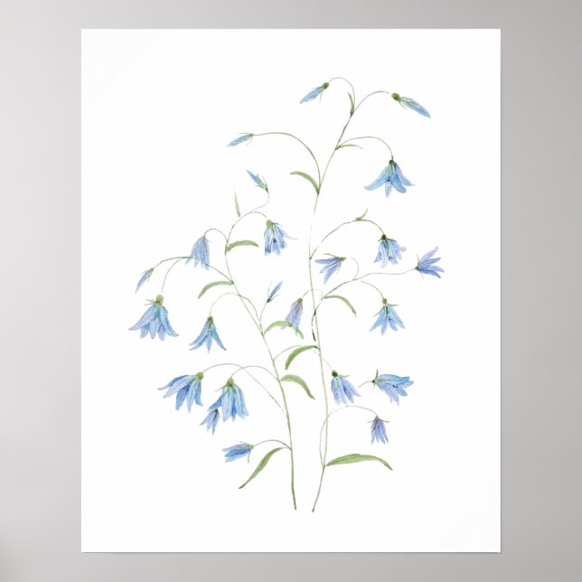 Poster flores azuis de harebell 2021 aquarela (Frente)