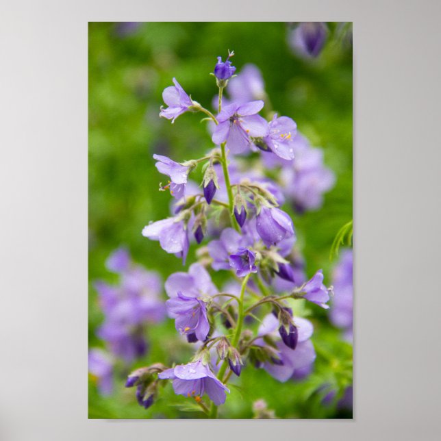 Poster Flores azuis delicadas em um campo verde na primav (Frente)