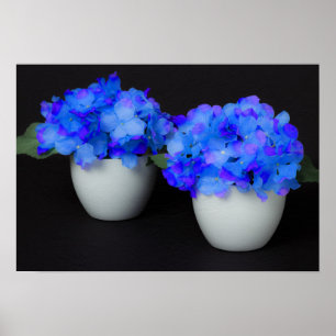Poster Flores azuis do Hydrangea nos potes brancos