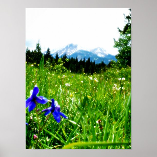 Poster Flores Azuis por Picos de Montanha (Frente)