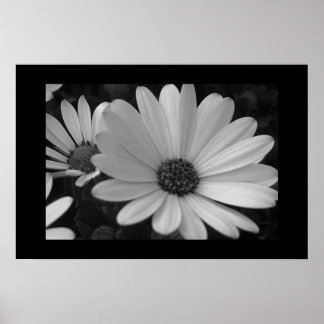 Poster Flores B&W
