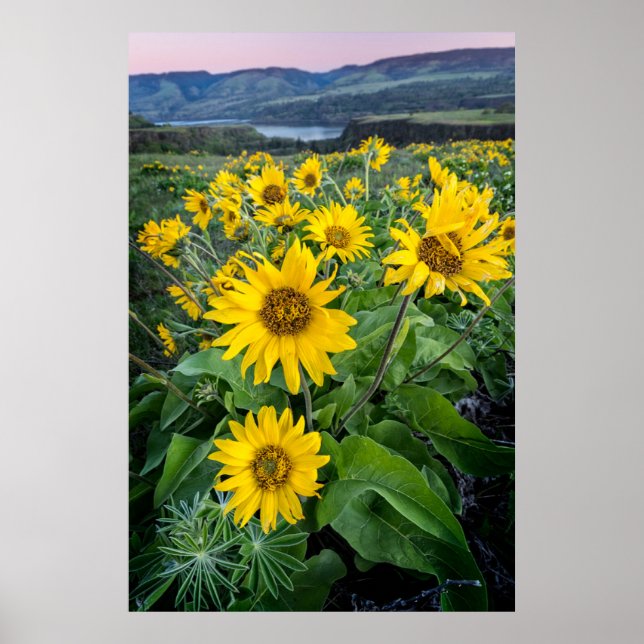 Poster Flores | Balsomroot Columbia River, Oregon (Frente)