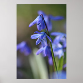 Poster Flores Blue Scilla siberica (Wood Squill)