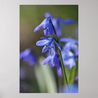 Poster Flores Blue Scilla siberica (Wood Squill)