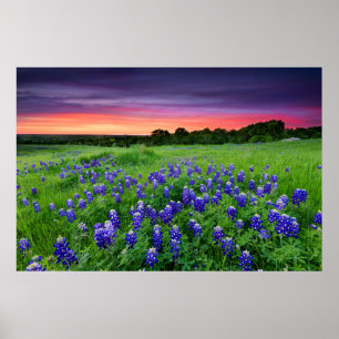 Poster Flores Bluetooth no Texas Sunset