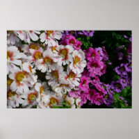 Flores Borboleta Branca Rosa e Roxa