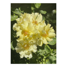 Pôster Flores Botânicas Amarelas