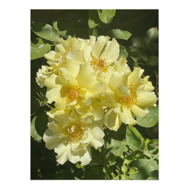 Pôster Flores Botânicas Amarelas (Frente)