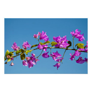 Pôster Flores Bougainvillea