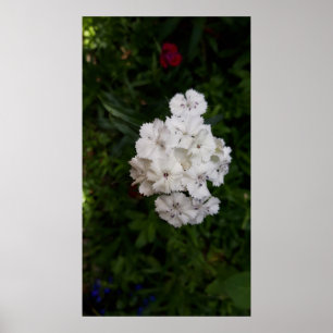 Poster Flores Brancas