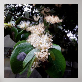 Poster flores brancas1