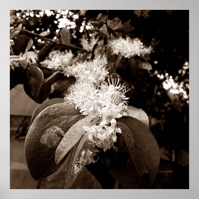 Poster flores brancas2 (Frente)