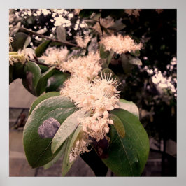 Poster flores brancas3