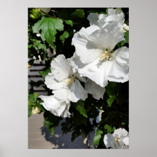 Poster flores brancas acolhedoras