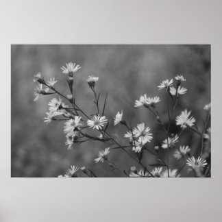 Poster Flores Brancas B&W