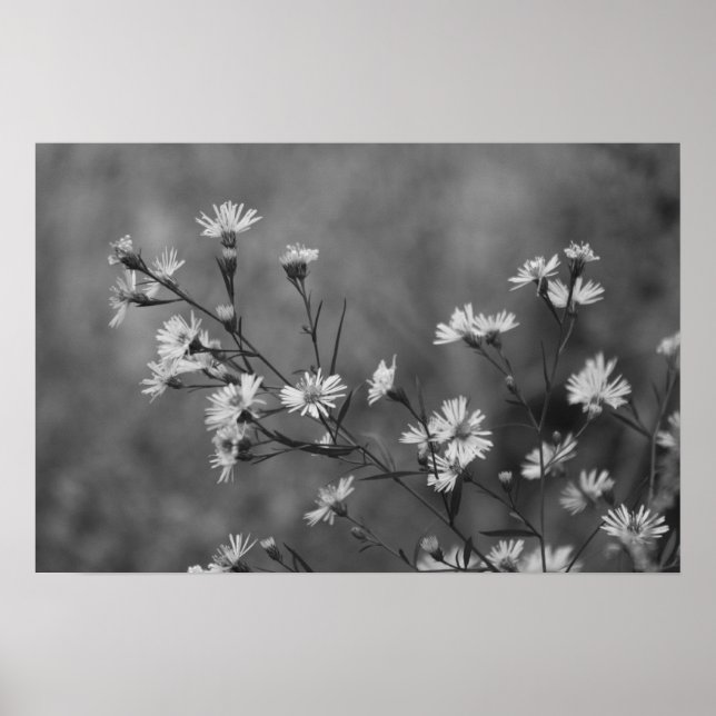 Poster Flores Brancas B&W (Frente)