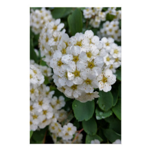 Pôster Flores brancas brilhando