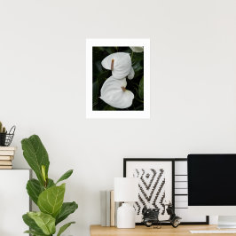 Poster Flores Brancas de Anthurium Fotográfico