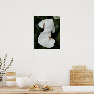 Poster Flores Brancas de Anthurium Fotográfico