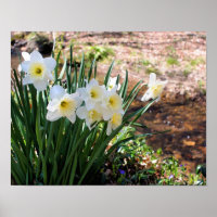 Flores Brancas De Daffodil Por Brook