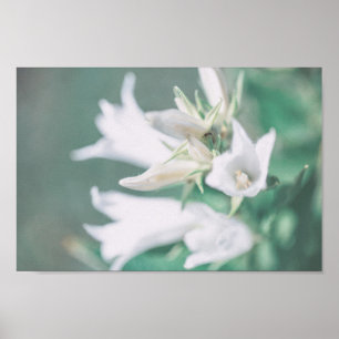 Poster Flores brancas de esfola verde de Pastel pálidas
