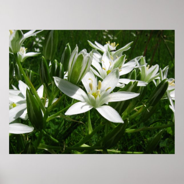 Poster flores brancas de primavera (Frente)