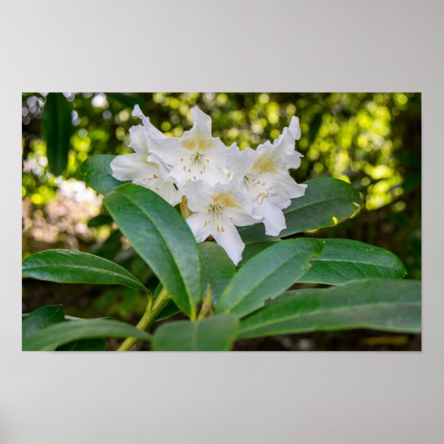 Poster Flores Brancas de Rhododendron, Allan Park, Norlan (Frente)