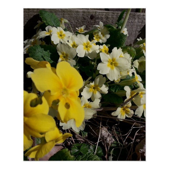 Pôster Flores brancas e amarelas do jardim (Frente)