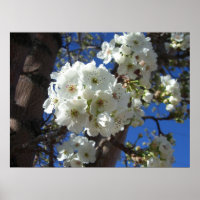 Flores brancas I Árvore de pera Ornamental