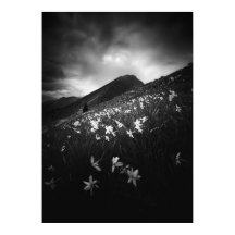 Flores brancas narcisas na escuridão