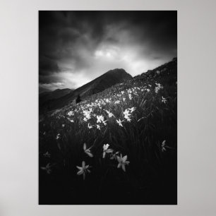 Poster Flores brancas narcisas na escuridão