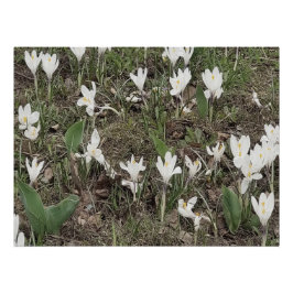 Pôster Flores Brancos de Neve na Grama de Primavera