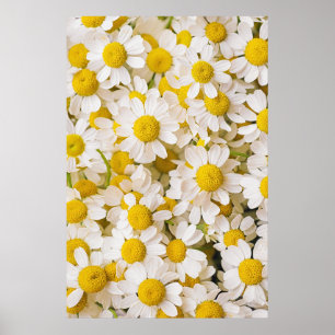 Poster Flores Bunch of Chamomiles