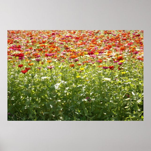Poster Flores Coloridas de Primavera (Frente)
