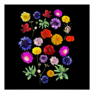 Pôster flores coloridas de verão sobre fundo preto