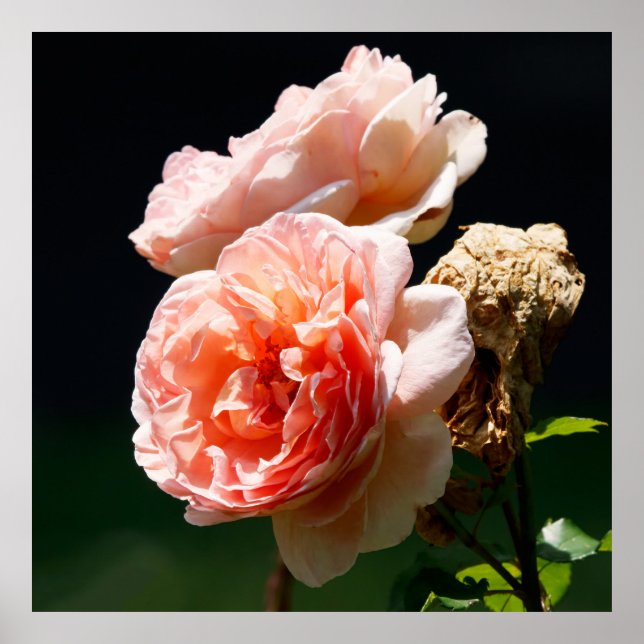 Poster Flores Cor-de-Rosa (Frente)