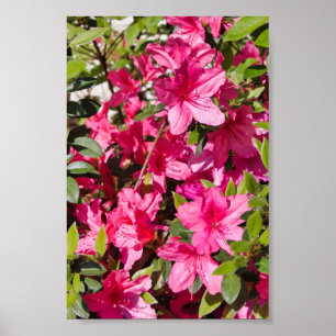 Poster Flores cor-de-rosa da azálea