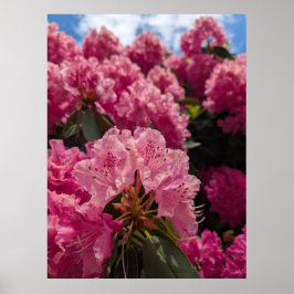 Poster Flores Cor-de-Rosa de Rhododendron no Sol da Prima