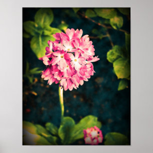 Poster Flores cor-de-rosa do Primula