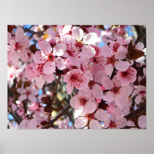 Poster Flores Cor-de-Rosa em Árvore Ornamental Florida