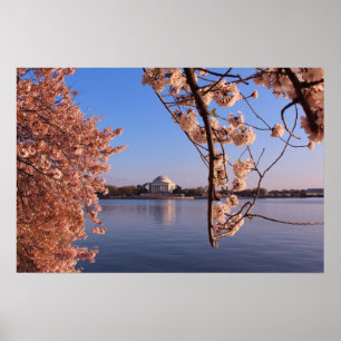 Poster Flores cor-de-rosa pacíficas em DC