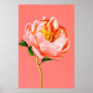 Poster Flores Coral Peony Blossom