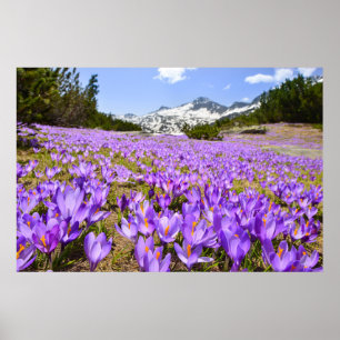 Poster Flores Crocus Pirin Mountain Park Bulgária