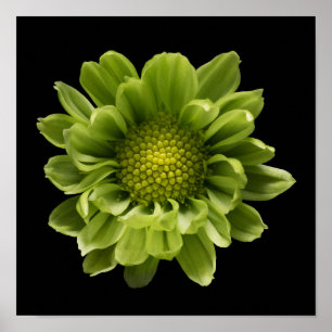 Poster Flores Crolisântemo Verde