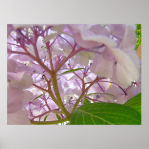 Poster Flores curas do Hydrangea dos presentes da arte do