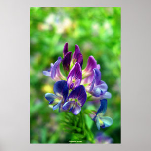 Pôster Flores da alfafa