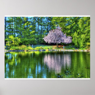 Poster Flores da árvore de cereja